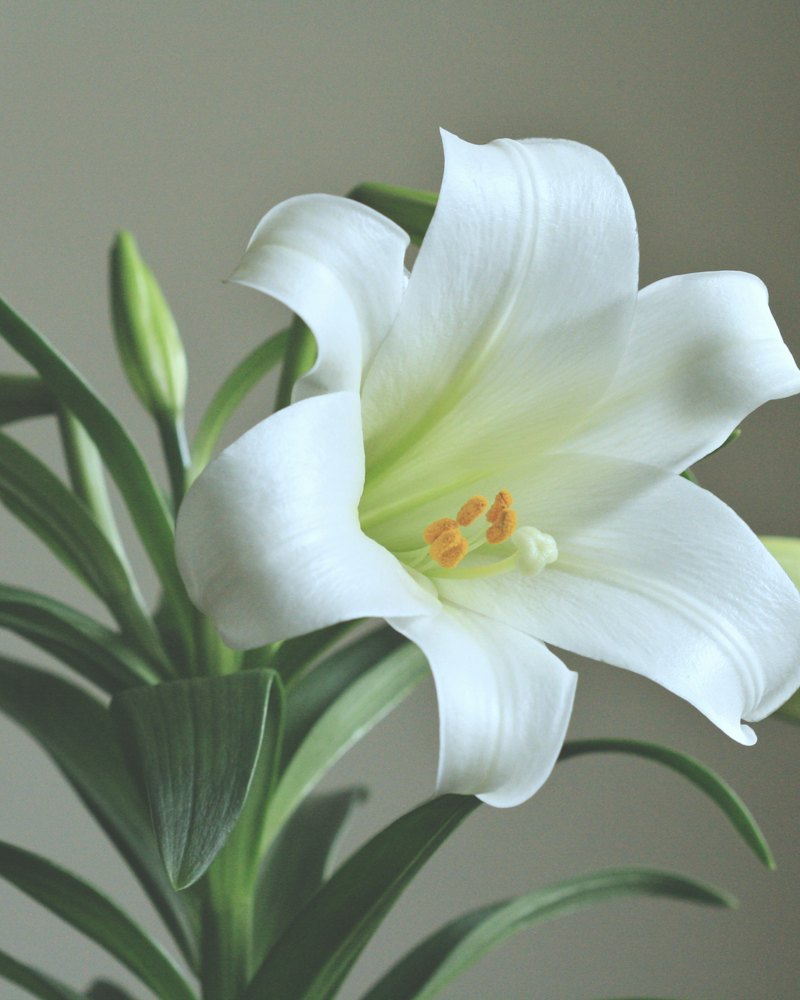 White lilies