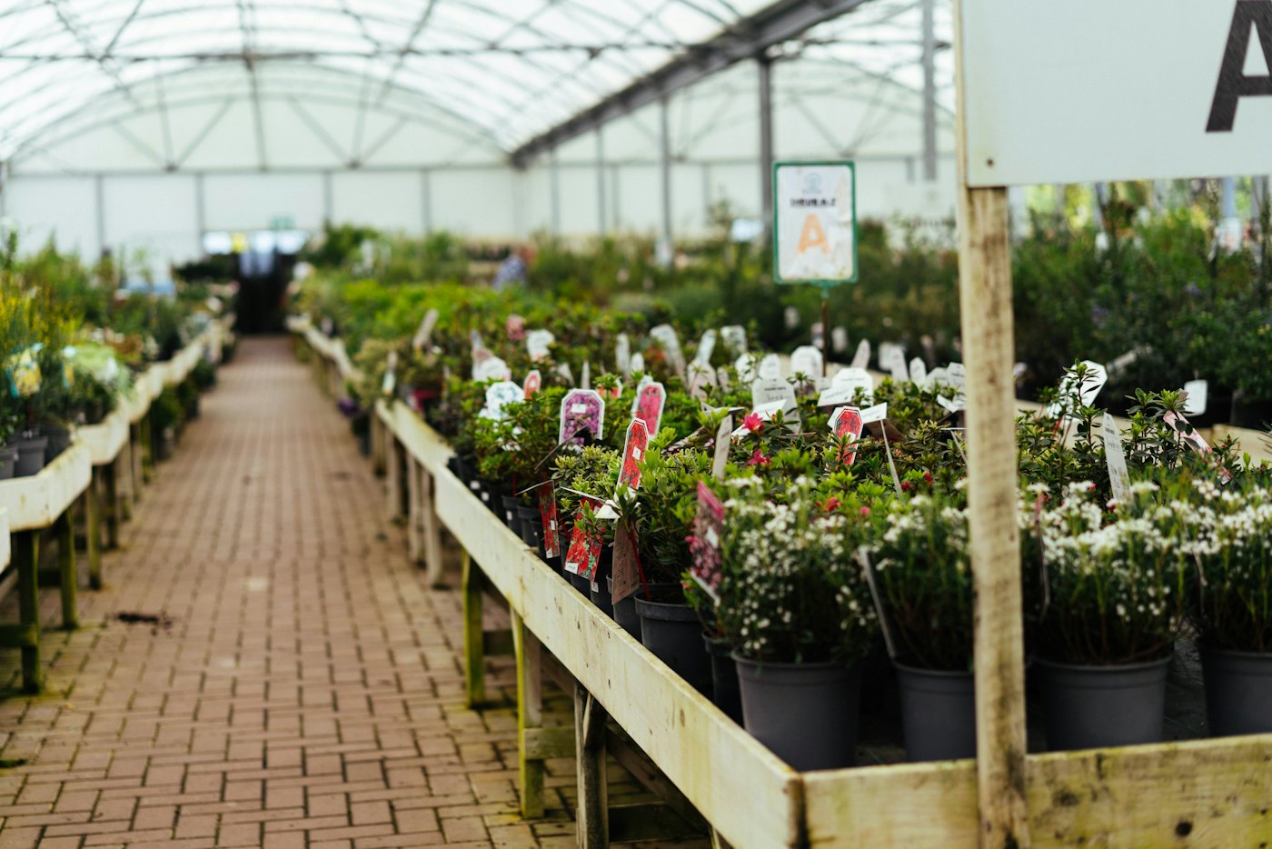 Rows of plants inside a greenhouse