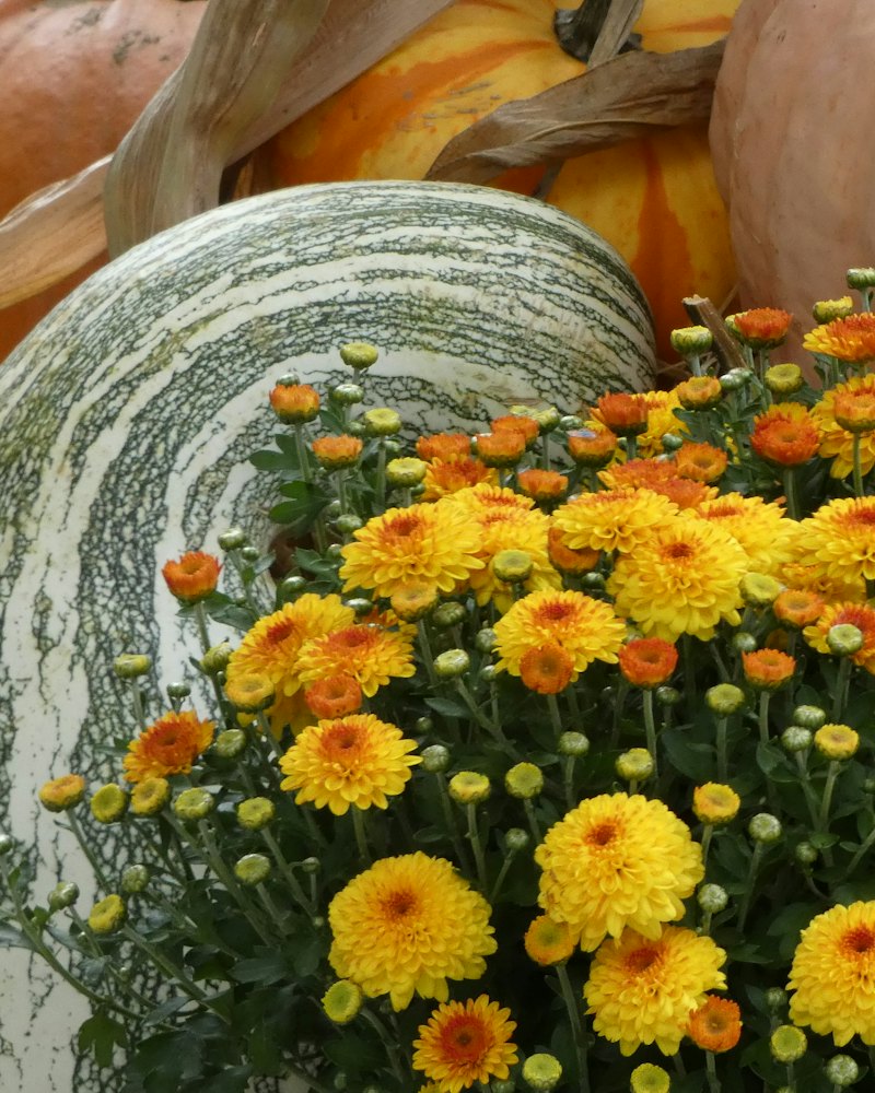 Yellow fall mums
