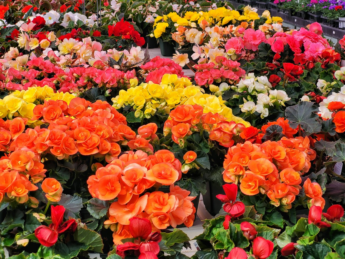 Benches of begonias and bedding plants in a garden center